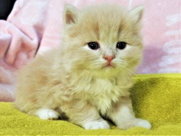 スコティッシュフォールド(立ち耳)【埼玉県・男の子・2019年12月13日・クリーム&ホワイト（ロングヘヤー）】の写真「理想的な男の子です☆彡」