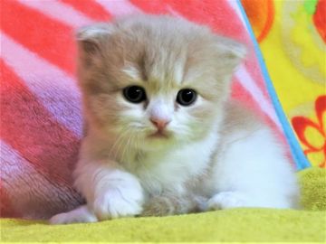 スコティッシュフォールド(折れ耳)【埼玉県・男の子・2019年8月23日・クリーム&ホワイト（長毛）】の写真「素晴らしいクリームです♪」