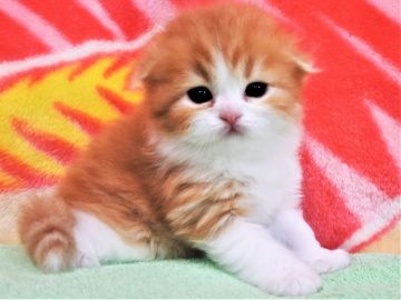 スコティッシュフォールド(折れ耳)【埼玉県・男の子・2019年8月16日・レッドタビー&ホワイト（長毛）】の写真「素敵な男の子ですね♪」