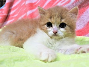スコティッシュフォールド(立ち耳)【埼玉県・男の子・2018年11月16日・クリーム&ホワイト（長毛）】の写真「お目々可愛いですね☆彡」