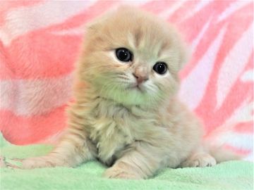 スコティッシュフォールド(折れ耳)【埼玉県・男の子・2019年3月15日・クリーム（ロングヘヤー）】の写真「クリーム一色で素敵です♪」