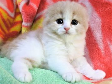 スコティッシュフォールド(折れ耳)【埼玉県・女の子・2019年7月5日・クリーム&ホワイト（長毛）】の写真「素晴らしい女の子☆彡」