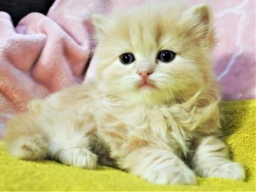 スコティッシュフォールド(立ち耳)【埼玉県・女の子・2019年12月13日・クリーム&ホワイト（ロングヘヤー）】の写真「美人で可愛いぃ☆彡」