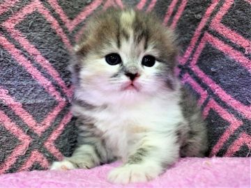 スコティッシュフォールド(折れ耳)【埼玉県・女の子・2019年7月26日・ダイリュートキャリコ（長毛）】の写真「本当に可愛い♪」