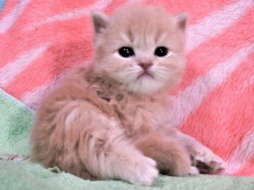 スコティッシュフォールド(立ち耳)【埼玉県・男の子・2019年3月29日・クリーム&ホワイト（ロングヘヤー）】の写真「優しいお顔してます♪」