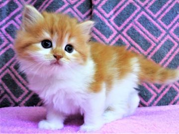 スコティッシュフォールド(立ち耳)【埼玉県・女の子・2019年6月28日・レッドタビー&ホワイト（長毛）】の写真「素敵なレッドの女の子です☆彡」