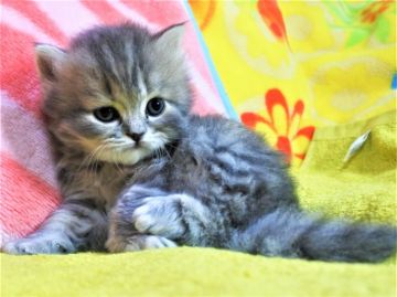 スコティッシュフォールド(立ち耳)【埼玉県・女の子・2019年8月23日・ブルータビー&ホワイト（長毛）】の写真「目が可愛い子猫ちゃん☆彡」