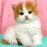 スコティッシュフォールド(立ち耳)【埼玉県・男の子・2024年1月12日・レッド&ホワイト】の写真1