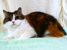 スコティッシュフォールド【・女の子・2024年6月6日・キャリコ】