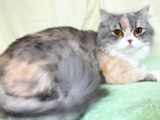 スコティッシュフォールド【・女の子・2022年6月15日・ダイリュートキャリコ】