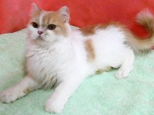 スコティッシュフォールド【・女の子・2023年5月16日・クリーム&ホワイト】