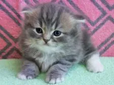 スコティッシュフォールド(立ち耳)【埼玉県・男の子・2018年6月29日・ブルータビー&ホワイト】の写真2