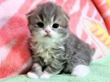 スコティッシュフォールド(折れ耳)【埼玉県・男の子・2019年3月29日・ブルータビー&ホワイト】の写真3