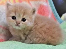 スコティッシュフォールド(立ち耳)【埼玉県・男の子・2018年10月12日・クリーム】の写真3