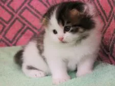 スコティッシュフォールド(折れ耳)【埼玉県・男の子・2018年5月11日・ブラウンタビー&ホワイト】の写真3