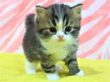 スコティッシュフォールド(立ち耳)【埼玉県・男の子・2019年2月22日・ブラウンタビー&ホワイト】の写真4