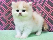 スコティッシュフォールド(立ち耳)【埼玉県・女の子・2019年11月29日・クリーム&ホワイト】の写真4