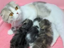 スコティッシュフォールド(立ち耳)【埼玉県・男の子・2018年6月29日・ブルータビー&ホワイト】の写真5「シンお母さんはダイリュートのロングで衛生上、毛をカットしています。」