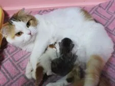 スコティッシュフォールド(折れ耳)【埼玉県・男の子・2018年6月22日・ブルー&ホワイト】の写真5「クニお母さんはキャリコのロングで、衛生上で毛をカットしています。」