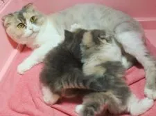 スコティッシュフォールド(折れ耳)【埼玉県・女の子・2018年5月18日・ダイリュートキャリコ】の写真5「マキお母さんは衛生上、毛をカットしています。」