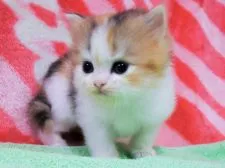 スコティッシュフォールド(立ち耳)【埼玉県・女の子・2018年7月6日・キャリコ】の写真5