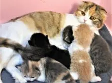 スコティッシュフォールド(立ち耳)【埼玉県・男の子・2019年2月22日・ブラウンタビー&ホワイト】の写真5「ポポお母さんはキャリコのロングお産で毛をカットしてます。」