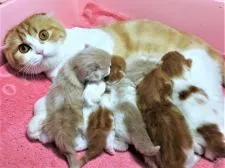 スコティッシュフォールド(折れ耳)【埼玉県・男の子・2019年2月8日・レッドタビー&ホワイト】の写真5「ネネお母さんはレッドのロングでお産で毛をカットしてます」