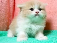 スコティッシュフォールド(折れ耳)【埼玉県・男の子・2025年5月15日・クリーム&ホワイト】の写真11