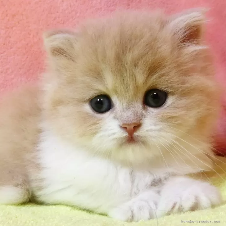 まつ 様のお迎えした子猫