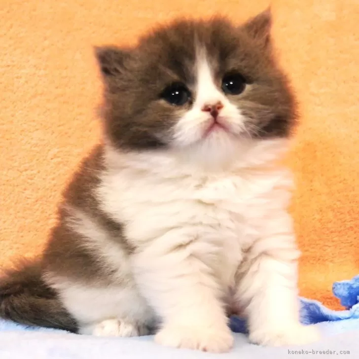ID:2507-02501の子猫