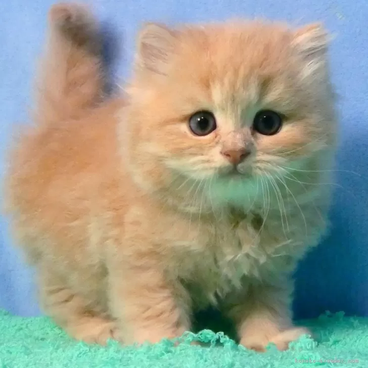 ID：2510-02202の子猫