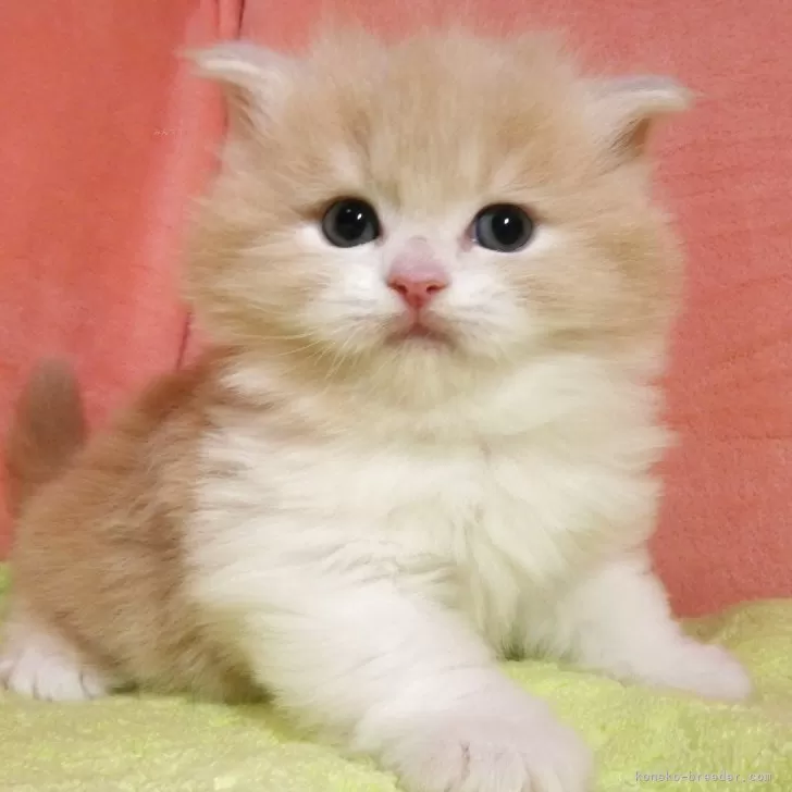 ID:2501-01042の子猫