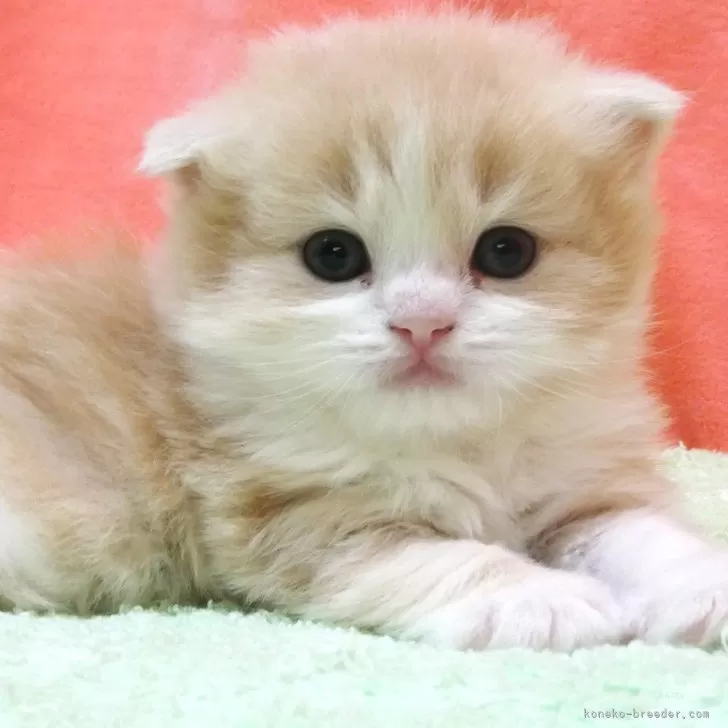 ID:2503-00469の子猫