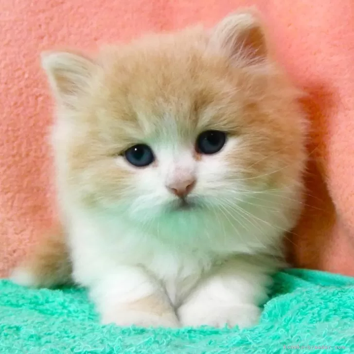 ID:2506-01201の子猫