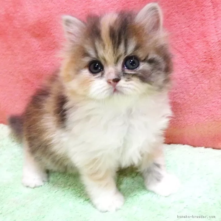 ID：2505-03640の子猫