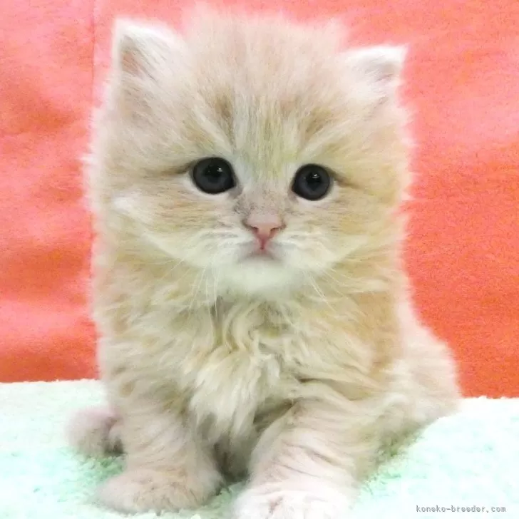 ID:2503-02649の子猫