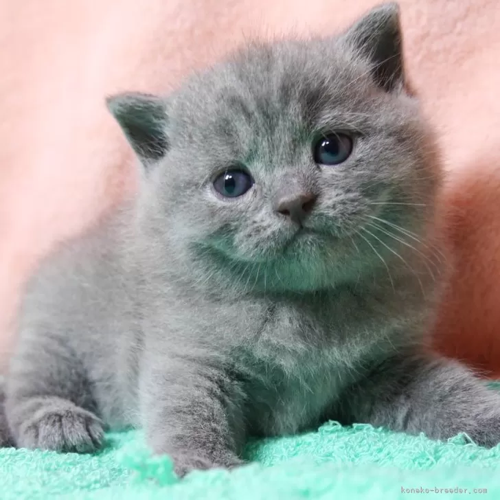 ID：2507-01709の子猫