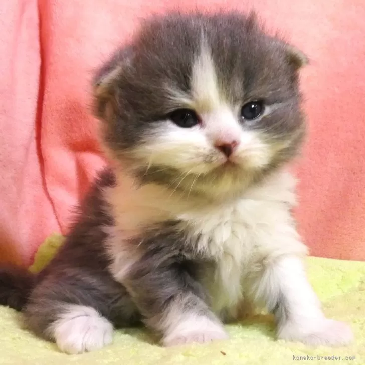 ID:2501-02354の子猫
