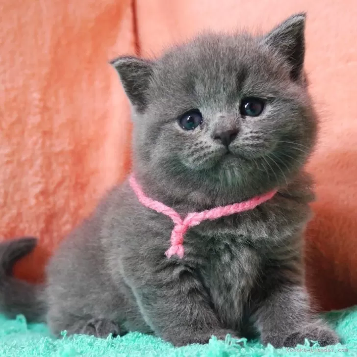 Y.Y 様のお迎えした子猫