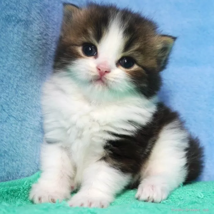 ID：2509-01748の子猫