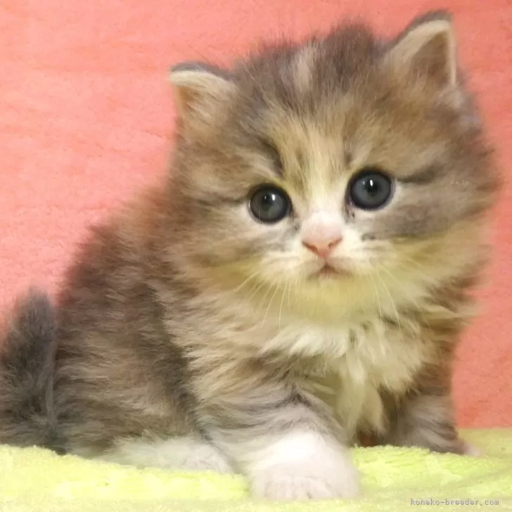 ID:2501-01039の子猫