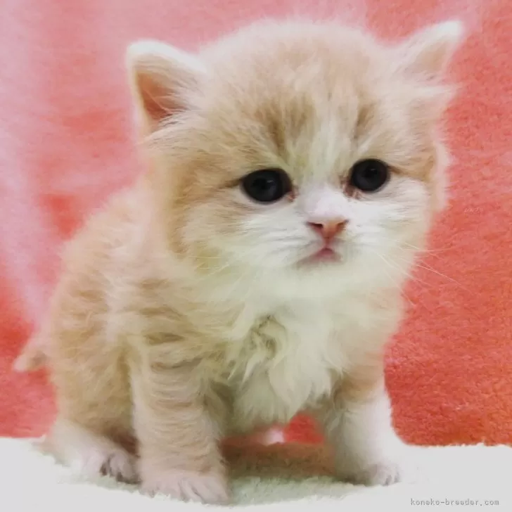 ID:2501-00661の子猫