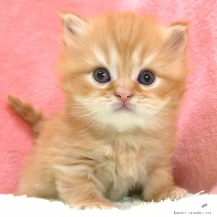 ID：2507-01036の子猫