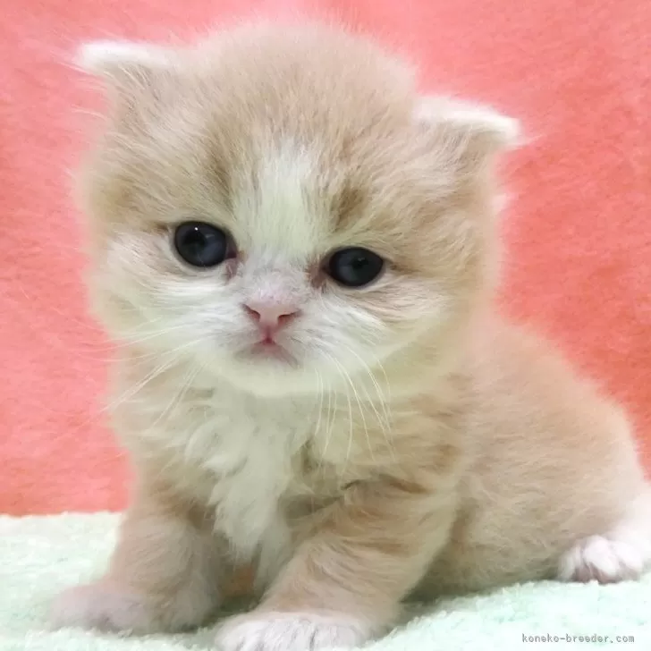ID:2501-00663の子猫