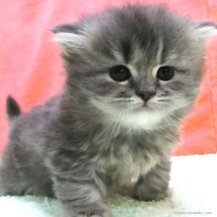 レオ 様のお迎えした子猫