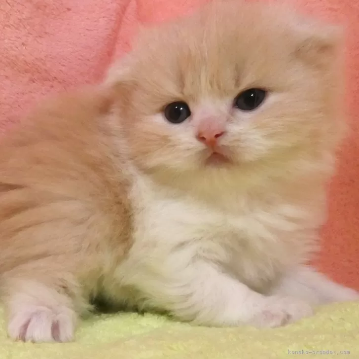 ID:2501-02355の子猫