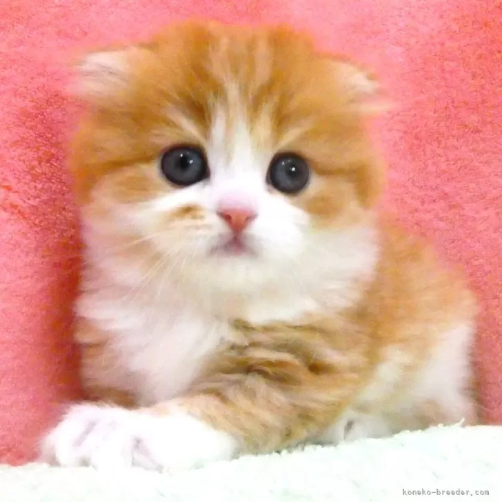 ID:2508-02234の子猫
