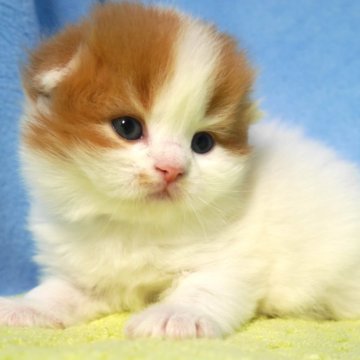 スコティッシュフォールド(折れ耳)【埼玉県・女の子・2025年11月6日・レッド&ホワイト（ロング）】の写真「素晴らしい女の子です♪」