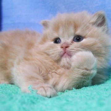 スコティッシュフォールド(立ち耳)【埼玉県・男の子・2025年11月13日・クリーム&ホワイト（ロング）】の写真「素敵な男の子です♪」