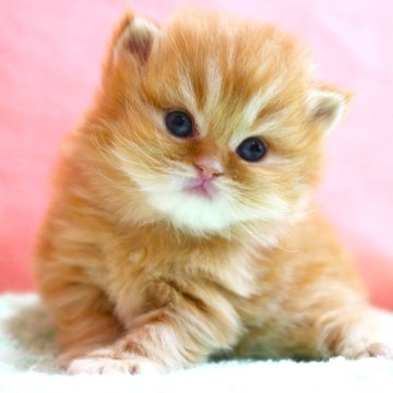 スコティッシュフォールド(立ち耳)【埼玉県・女の子・2025年10月31日・レッドタビー&ホワイト（ロング）】の写真「素晴らしい女の子です♪」